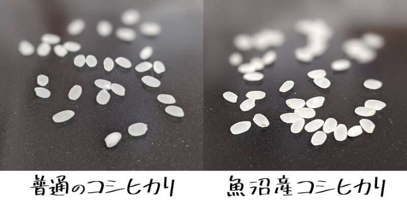 普通のコシヒカリと魚沼産コシヒカリの粒の大きさを比較