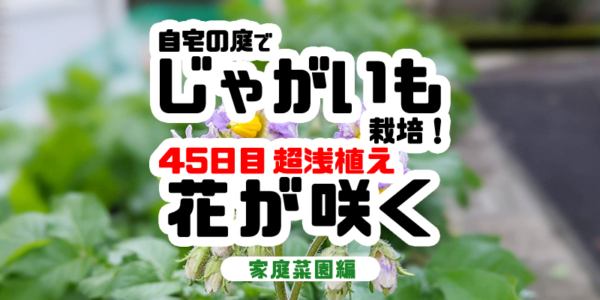 【家庭菜園】45日目、じゃがいも超浅植え花が咲く！