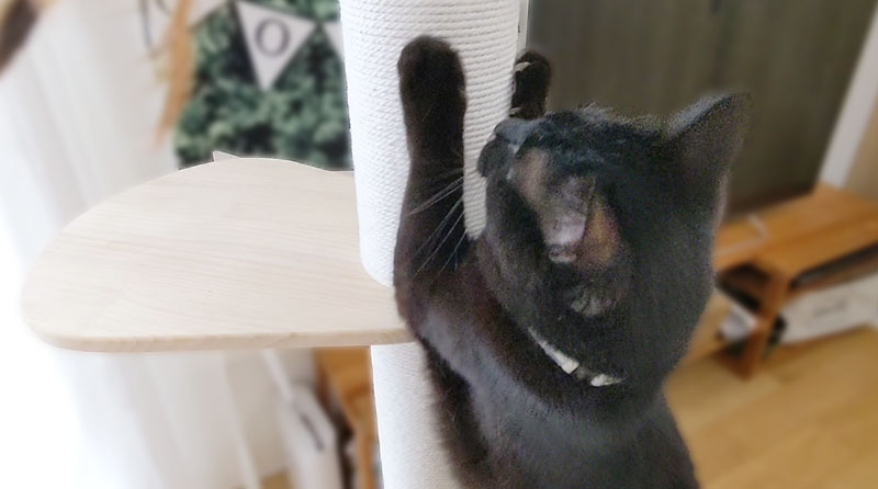 キャットタワーで猫が爪とぎをする写真
