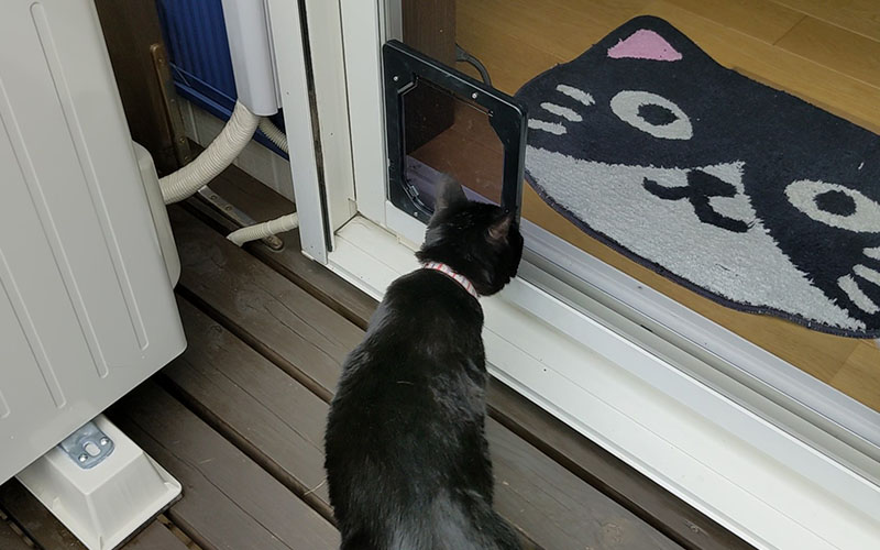 キャットドアに戸惑う猫