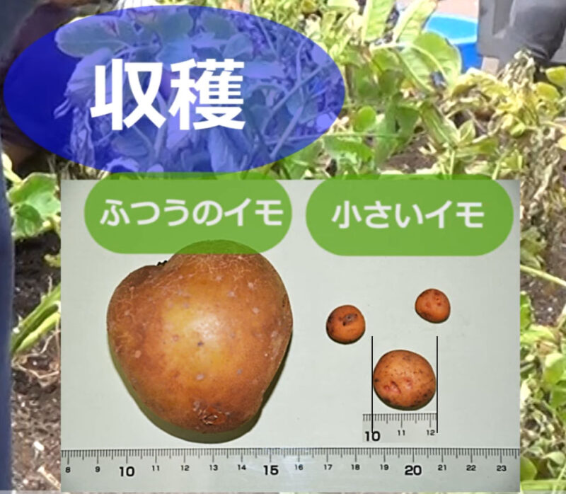農林水産省公開動画より　小さいじゃがいも、小さいジャガイモのサイズ目安 何cm？どれくらい？
